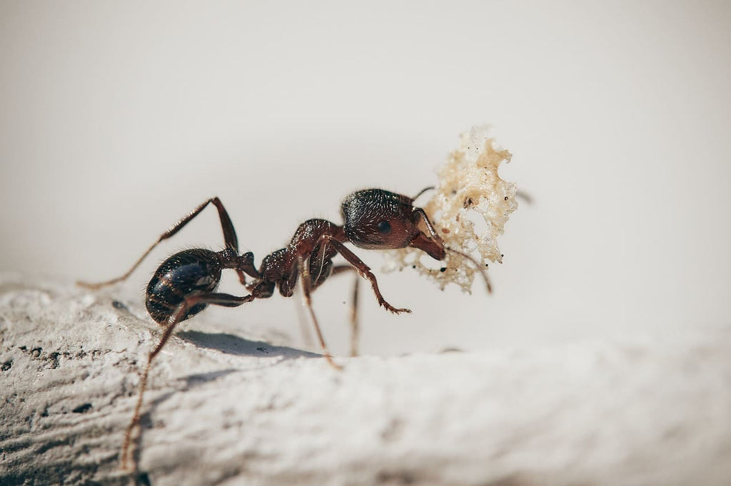 Rêver de fourmis : Interprétation et significations