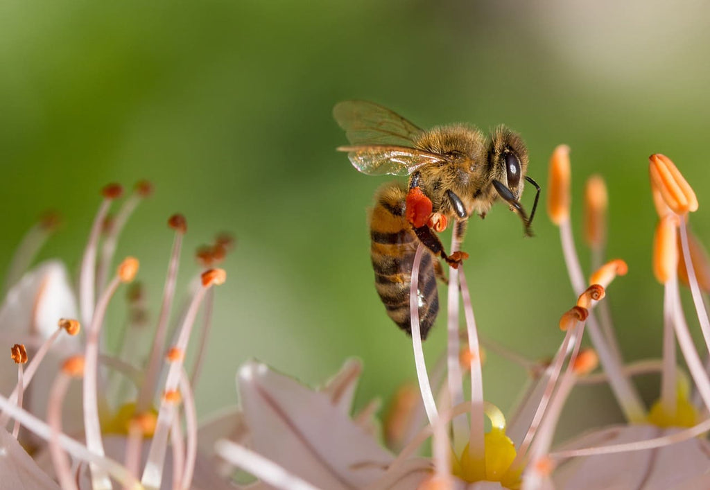 Rêver de se faire piquer par une abeille : Interprétation et significations