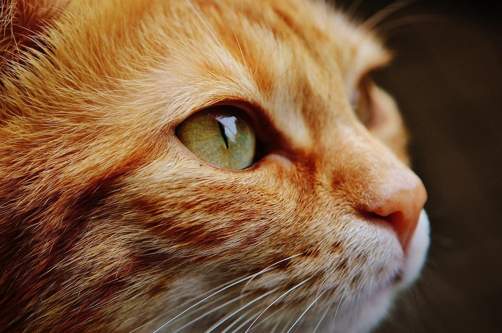 Rêver de chaton : Interprétation et significations