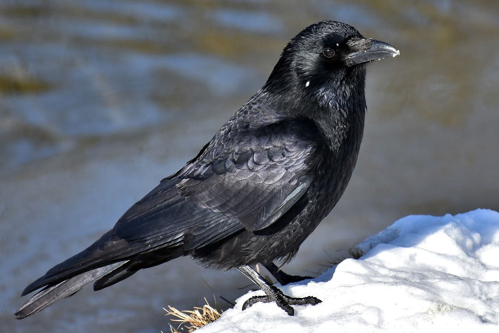 Rêver de corbeau : Interprétation et significations