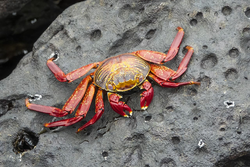 Rêver de crabe : Interprétation et significations