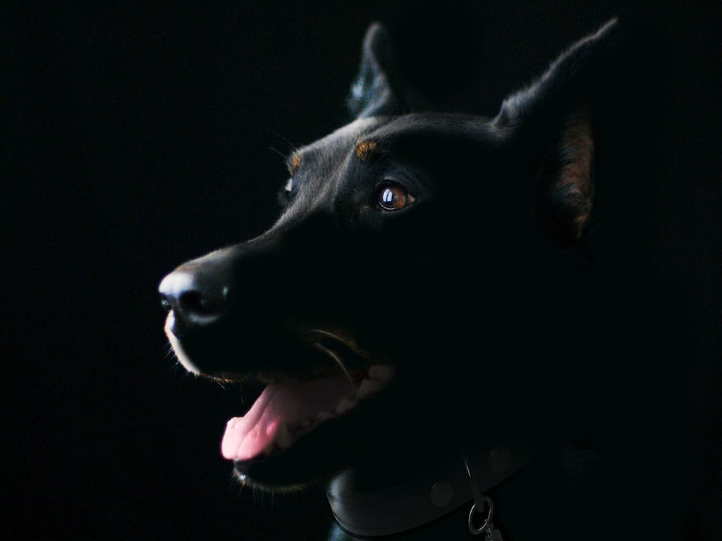 Rêver de chien noir : Interprétation et significations
