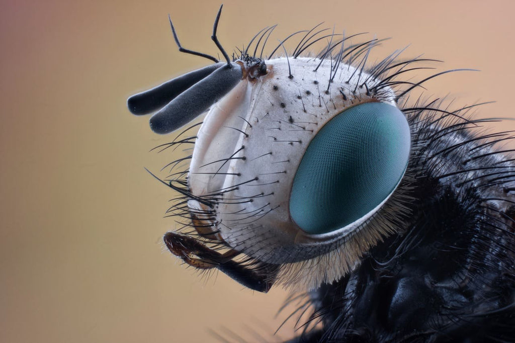 Rêver d’insectes : Signification et interprétations