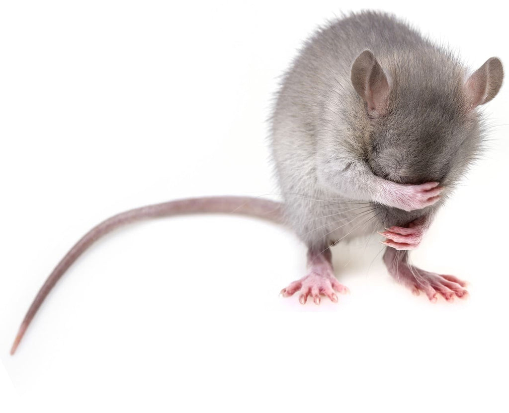Comment dorment les rats ?