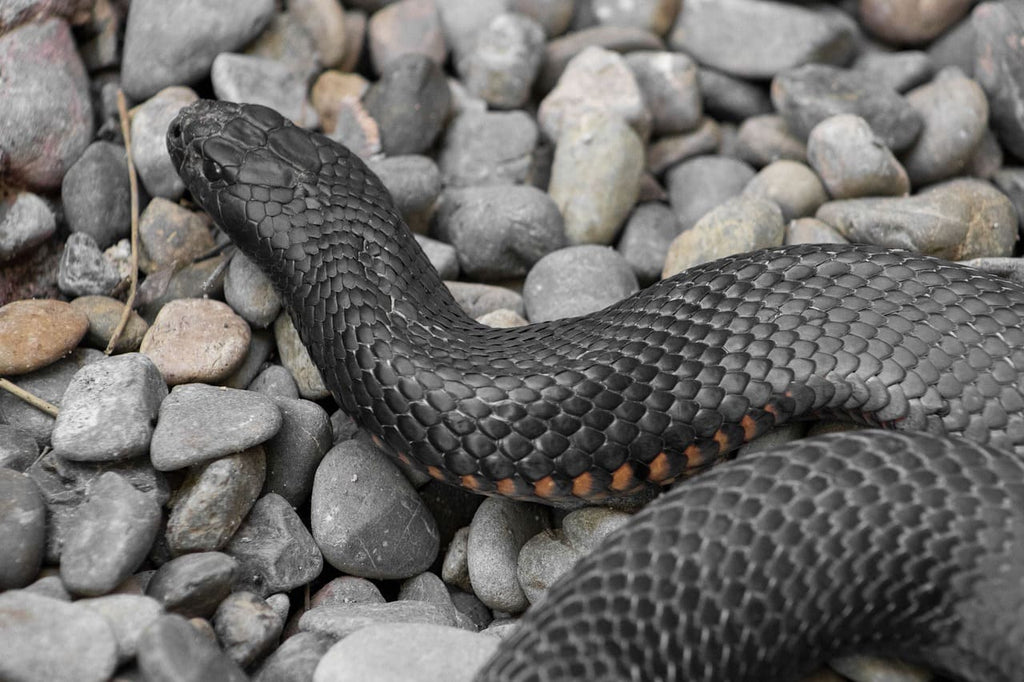 Rêver de serpent noir : Interprétation et significations