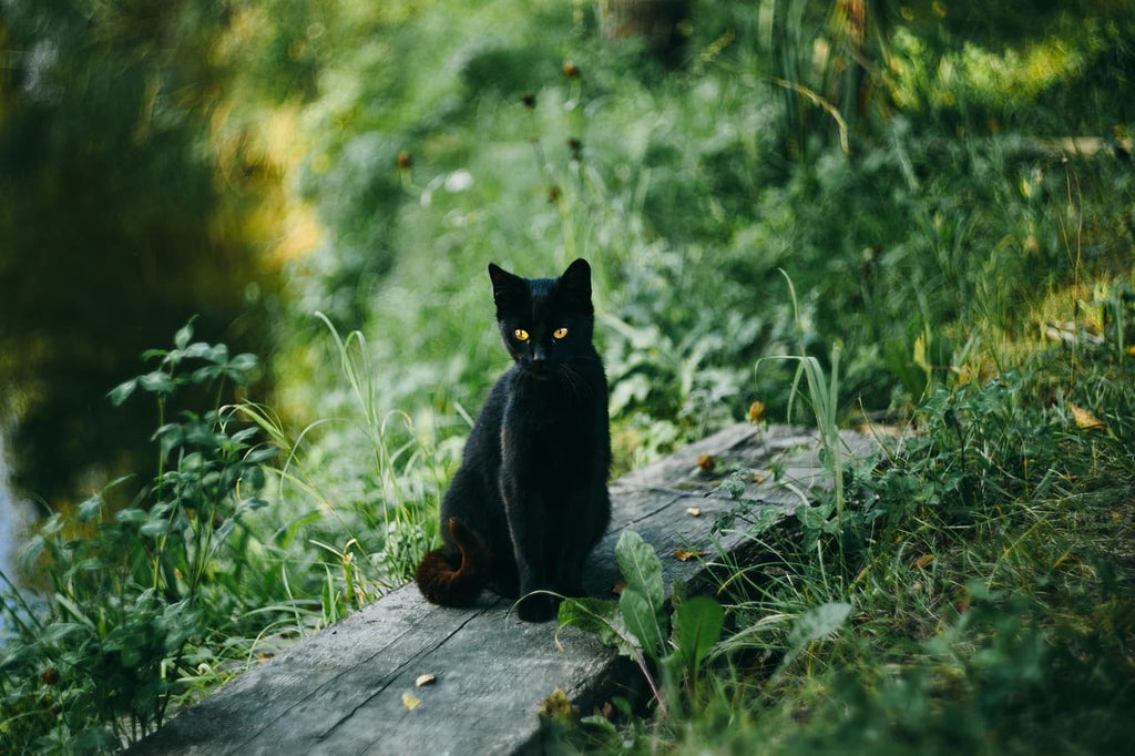 Rêver de chat noir : Signification et interprétations