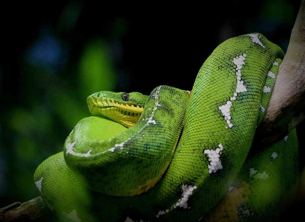 Rêver de serpent vert : Signification et interprétations