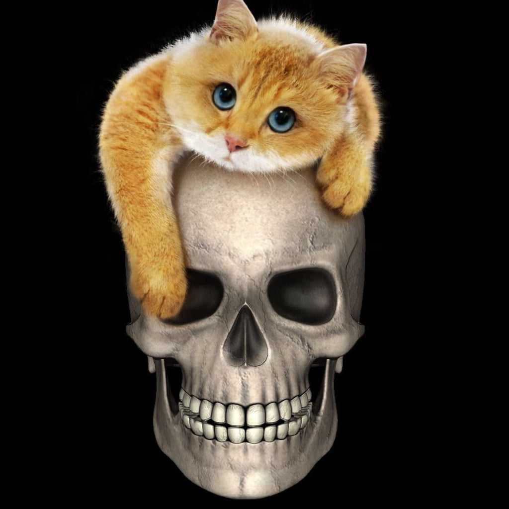 Rêver de chat mort : Signification et interprétations