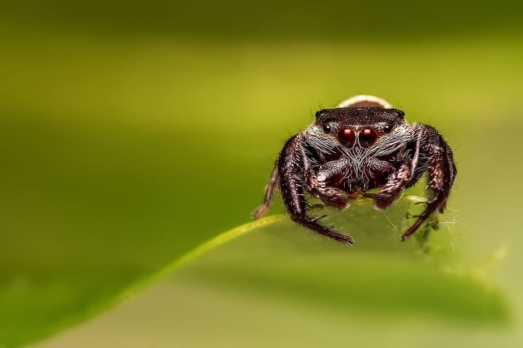 Rêver d’araignée : Signification et interprétations