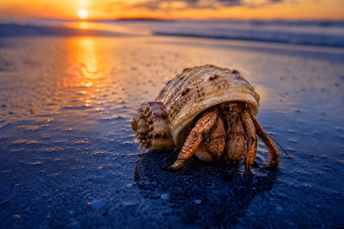Rêver de crabe