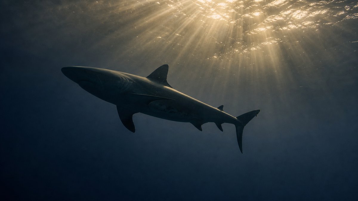 Requin glissant silencieusement sous les rais de lumière — menace silencieuse